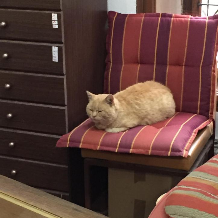 22314010649_c6d1cc0efc_k