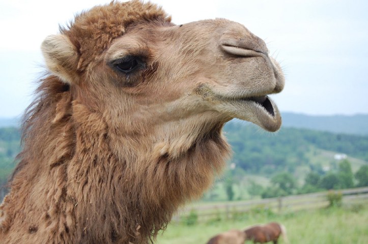 3634311263_d70d23ba25_b